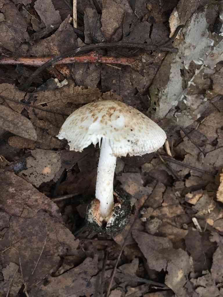 Volvate amanita (Amanita volvata) thumbnail 2