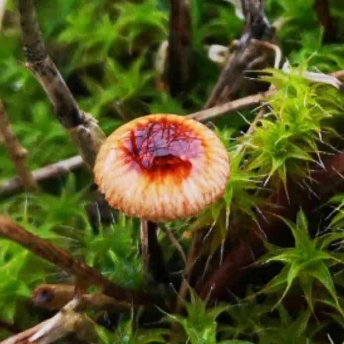 Crinipellis campanella