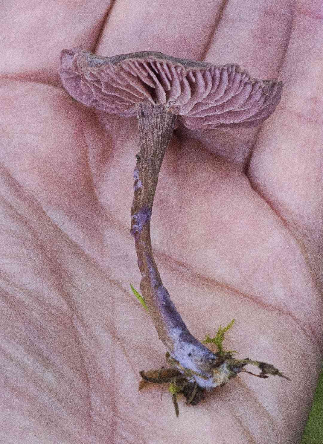 Entoloma conferendum (Entoloma conferendum) thumbnail 3