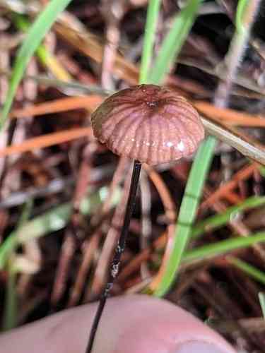 Horsehair fungus (Gymnopus androsaceus) thumbnail 2
