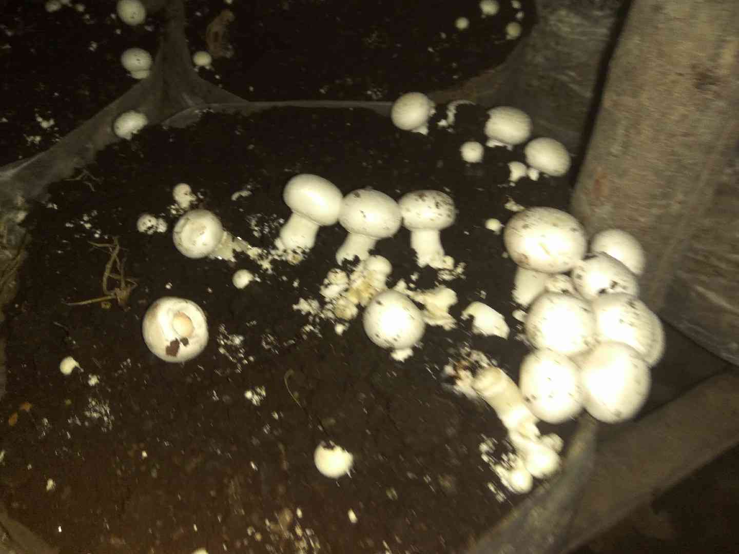 Button mushroom (Agaricus bisporus) thumbnail 3