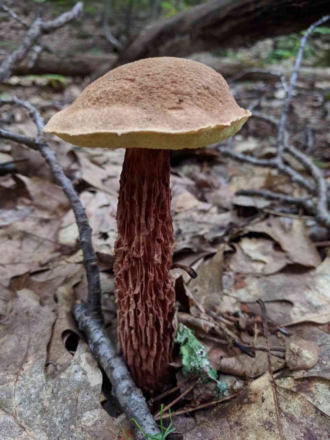 Russell's bolete