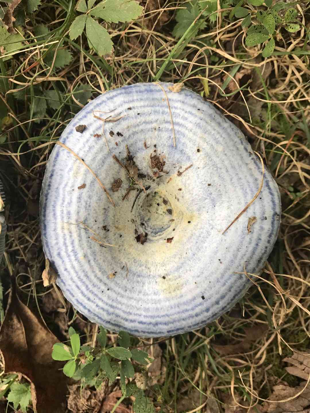 Indigo milk cap (Lactarius indigo) thumbnail 1