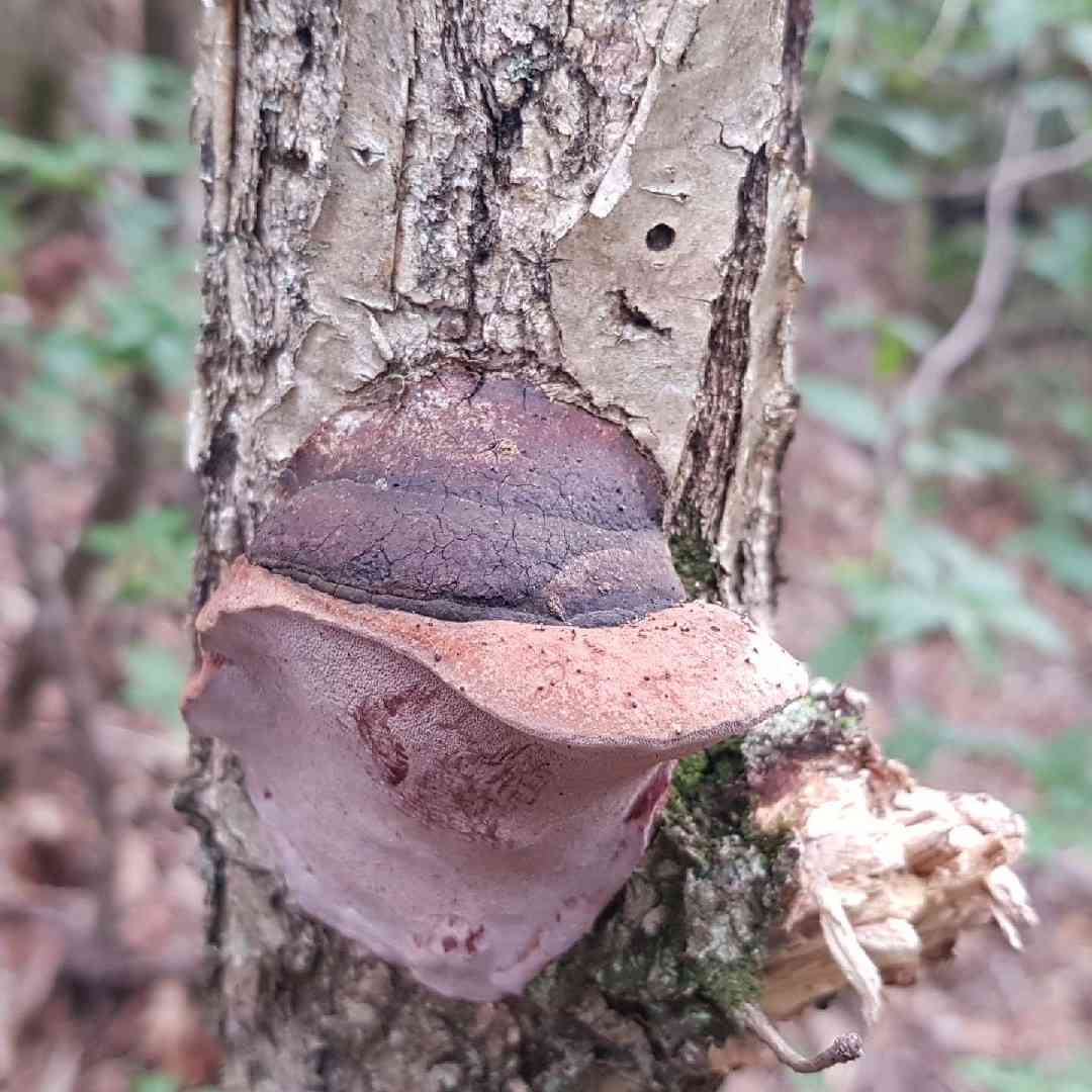 Rhodofomes roseus
