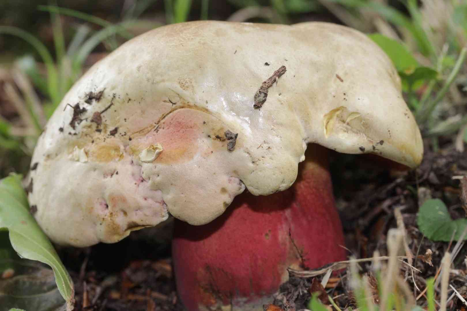 Satan's bolete