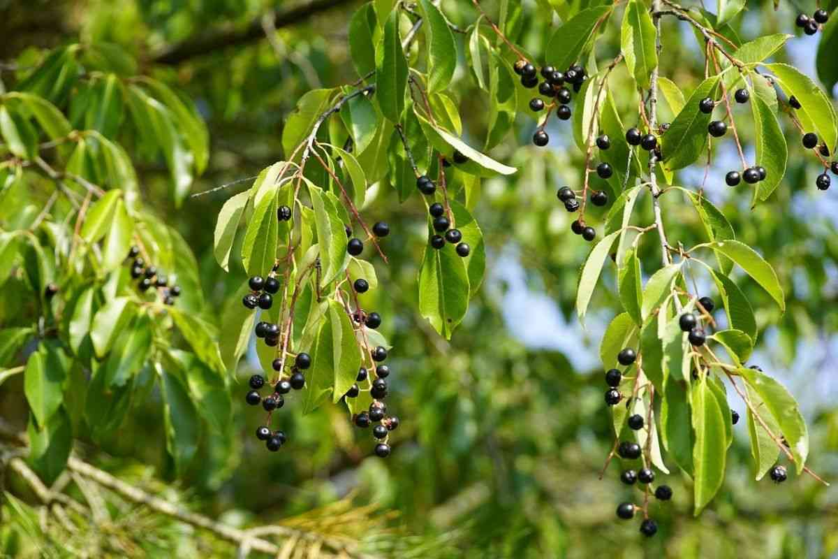 Sour cherry