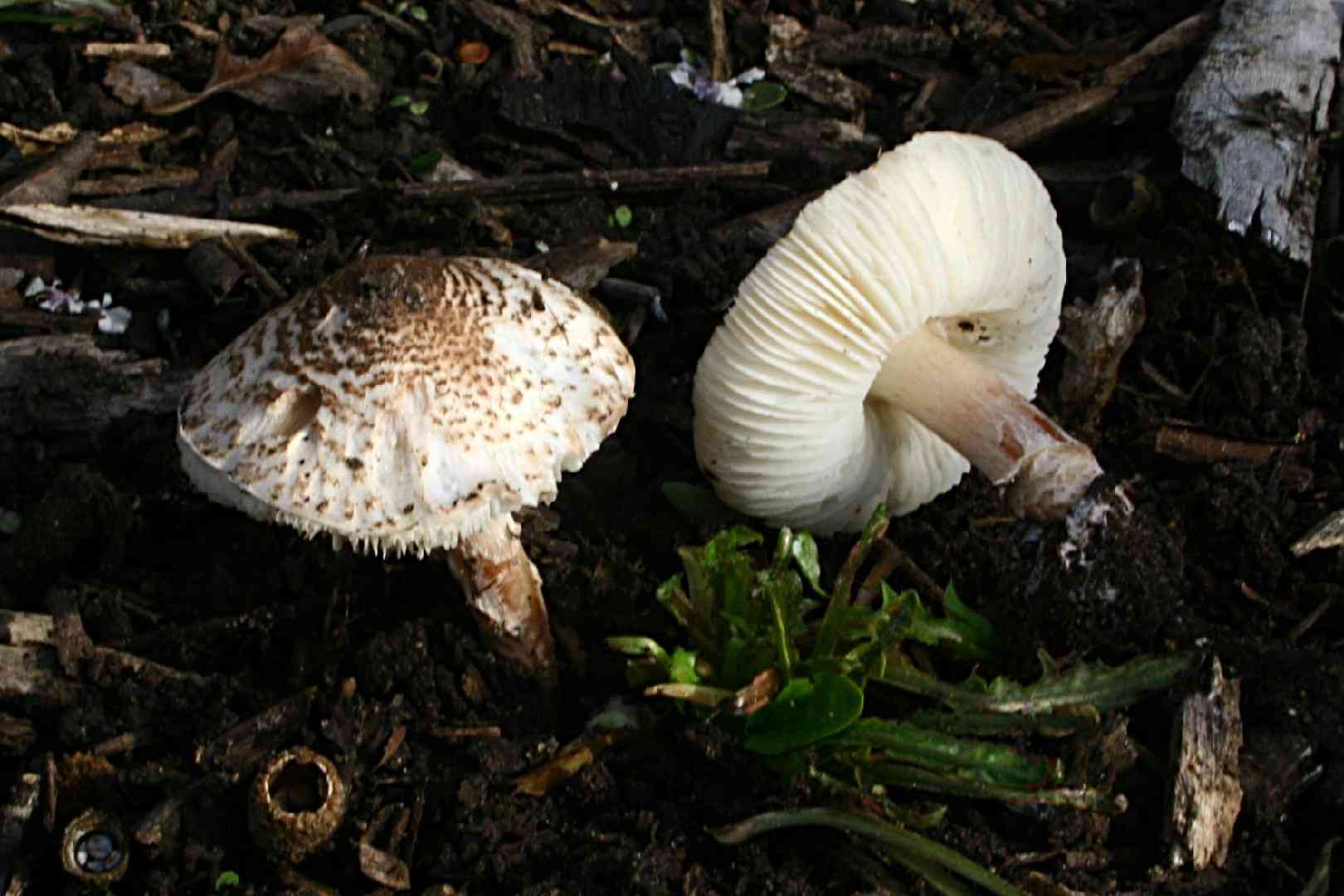 Deadly dapperling (Lepiota brunneoincarnata) thumbnail 3