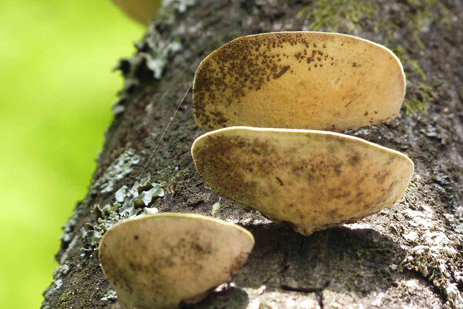 White maze polypore (Trametes elegans) thumbnail 1