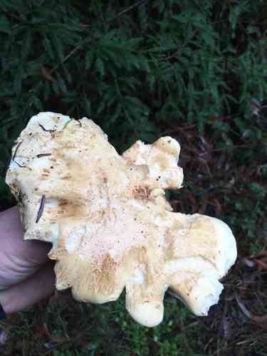 Large white Leucopaxallus (Leucopaxillus albissimus) thumbnail 2