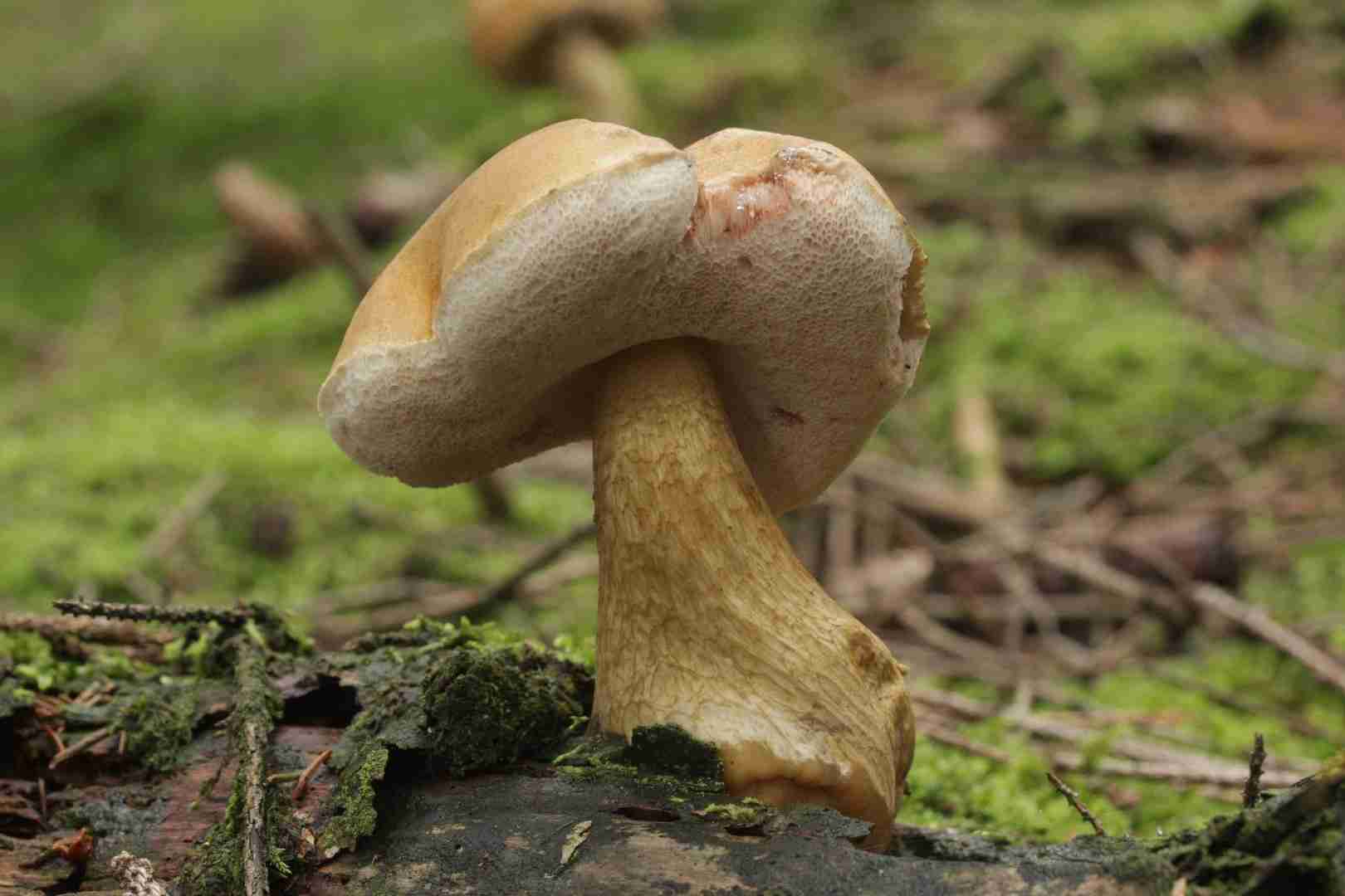 Bitter bolete (Tylopilus felleus)