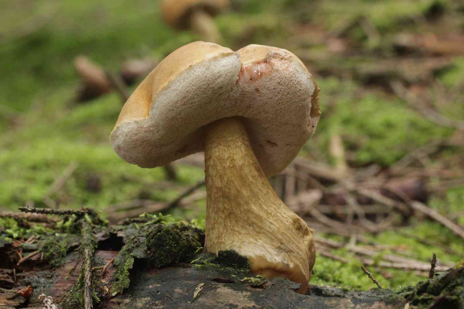 Bitter bolete