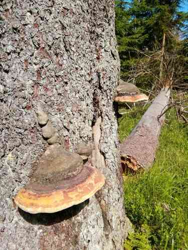 Red-belted conk (Fomitopsis pinicola) thumbnail 3