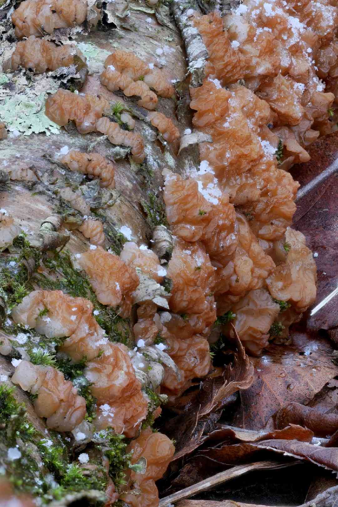 Birch jelly (Exidia repanda) thumbnail 3