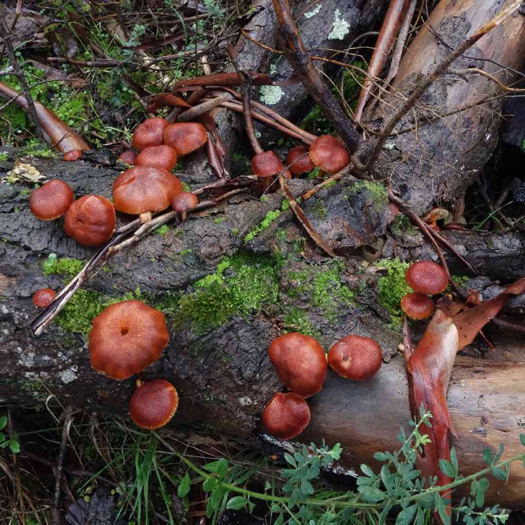 Magenta rustgill (Gymnopilus dilepis) thumbnail 2