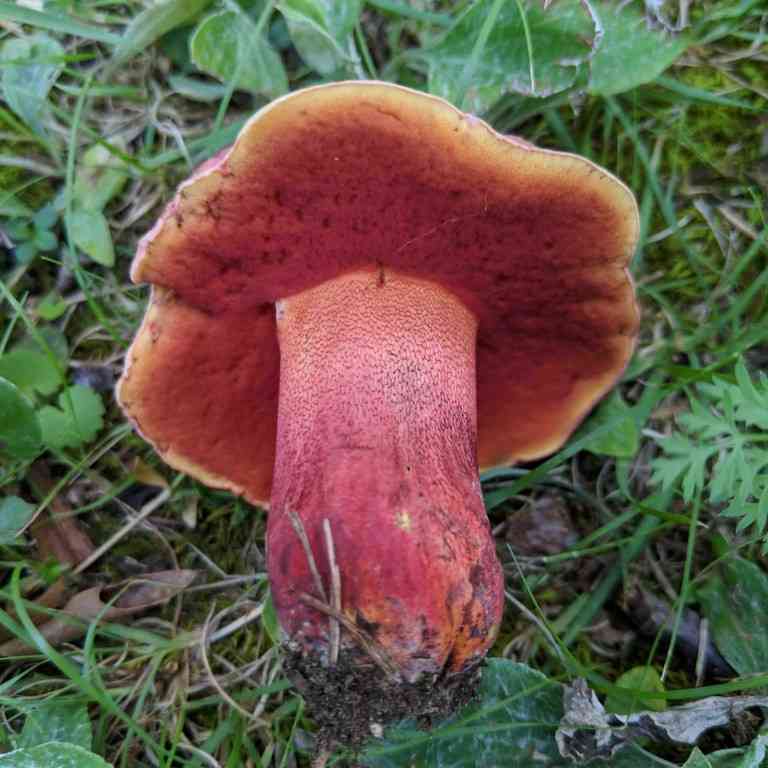 Perfumed bolete