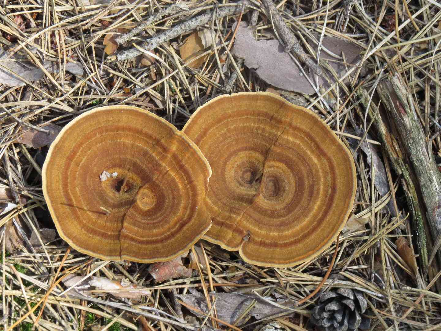 Tiger's eye (Coltricia perennis) thumbnail 3