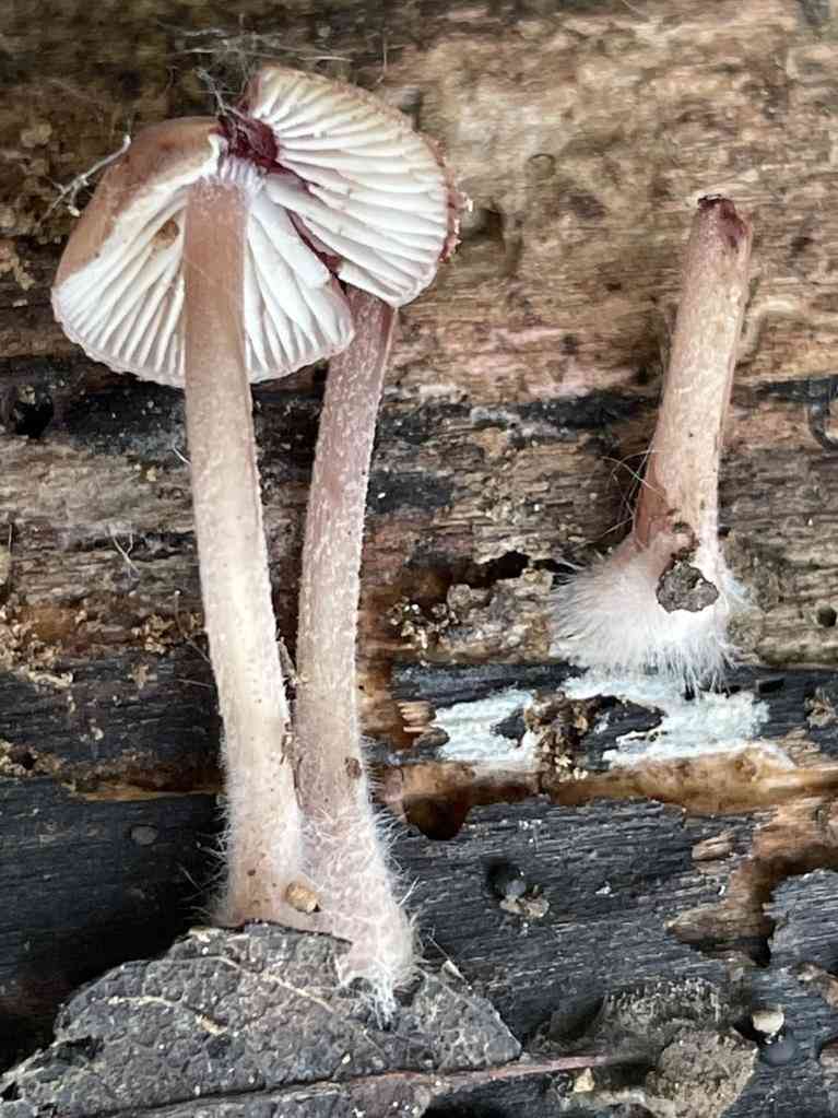 Burgundydrop bonnet (Mycena haematopus) thumbnail 3