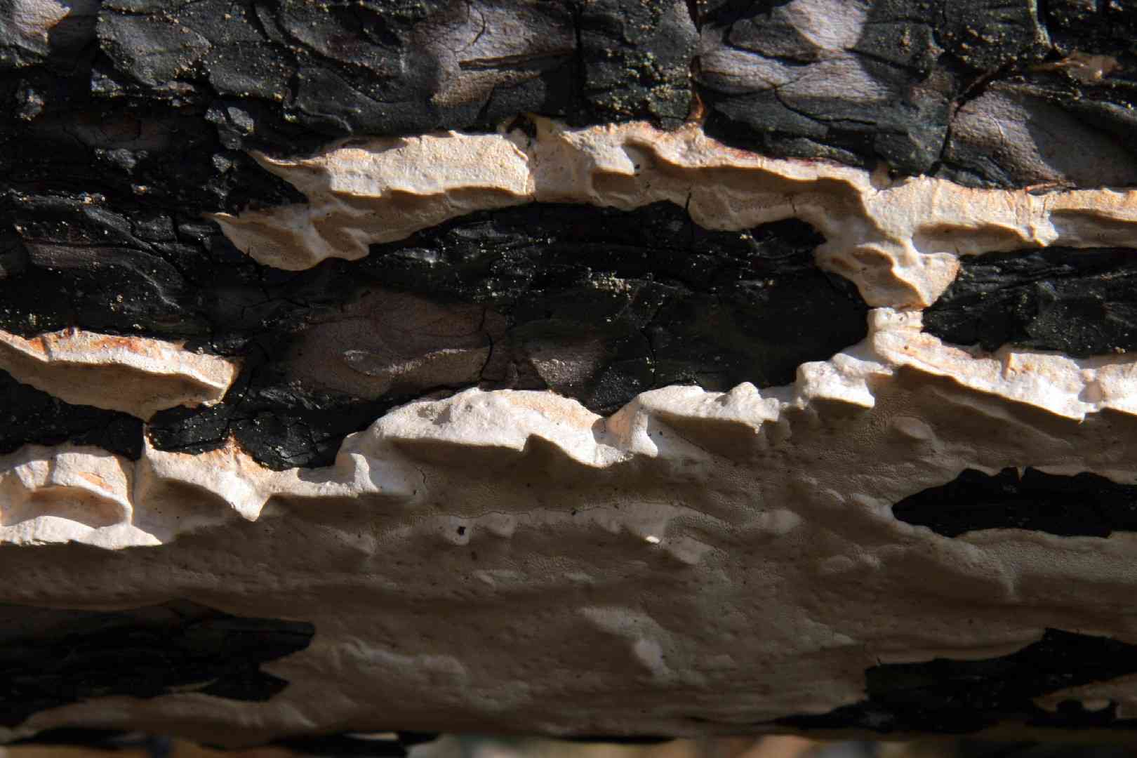 Dichomitus squalens (Dichomitus squalens) thumbnail 1