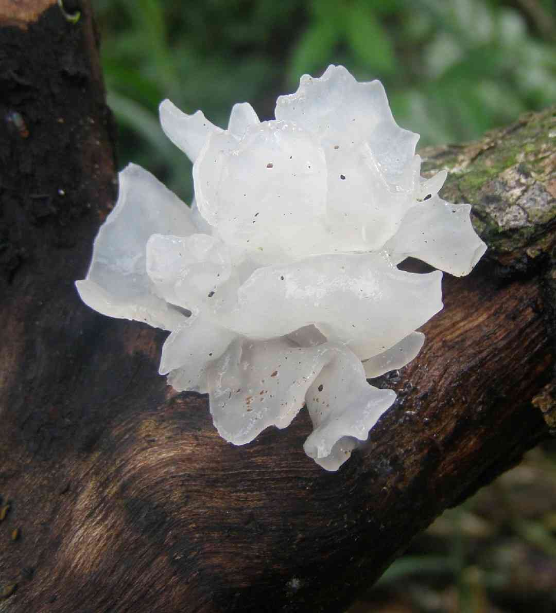 Snow fungus (Tremella fuciformis) thumbnail 1