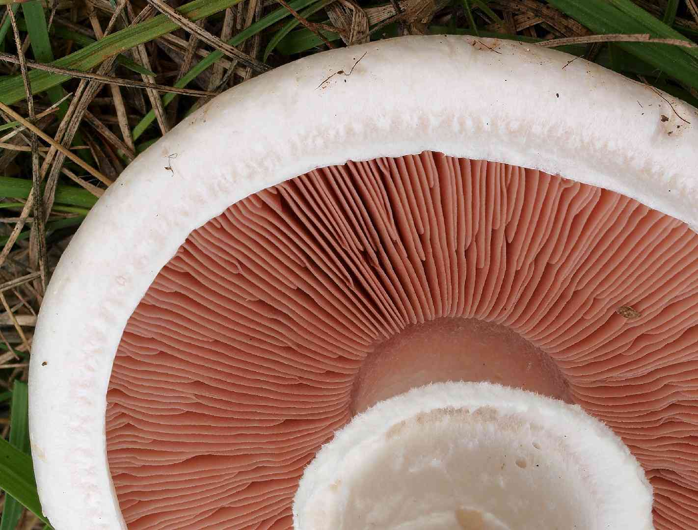 Meadow mushroom (Agaricus campestris) thumbnail 3