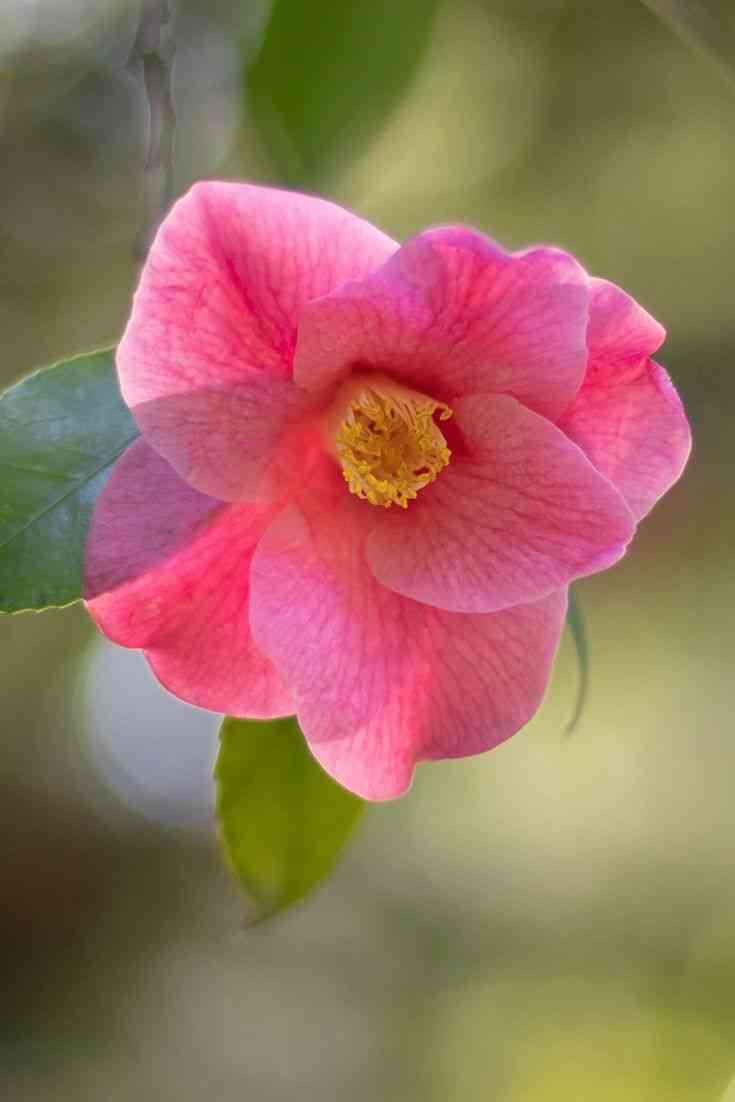 Japanese camellia