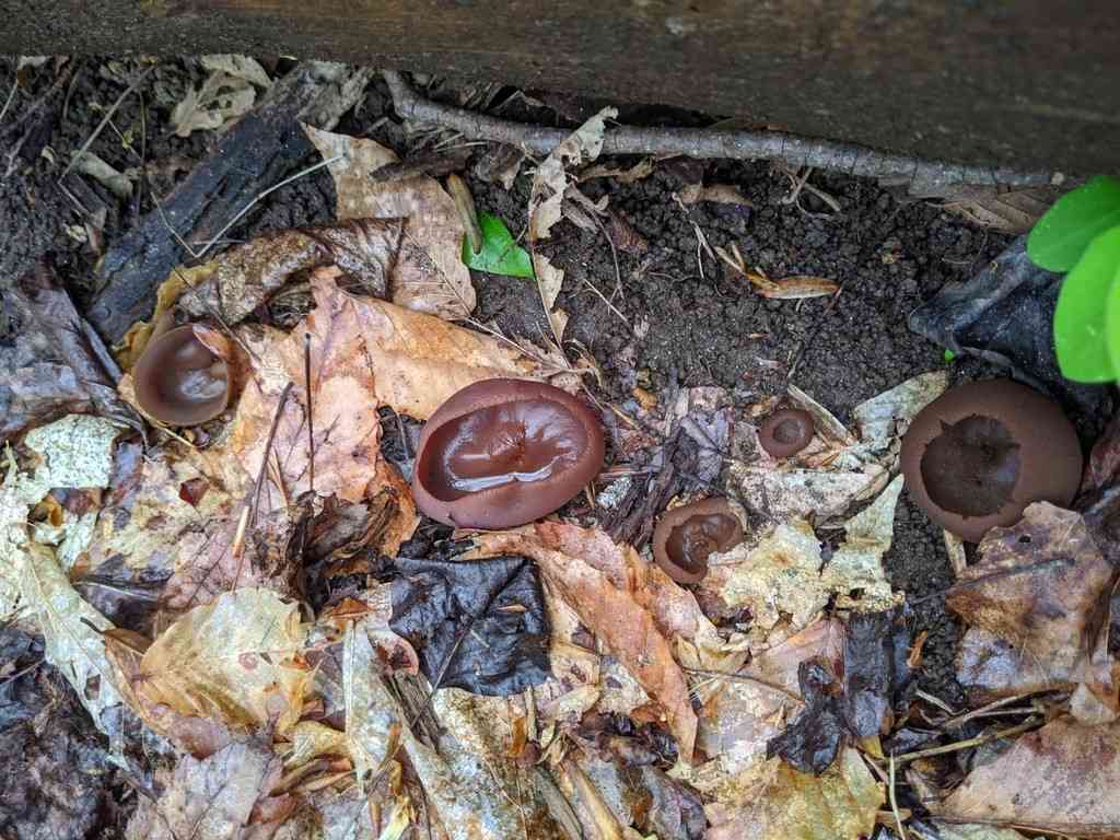 Common brown cup (Peziza phyllogena) thumbnail 2