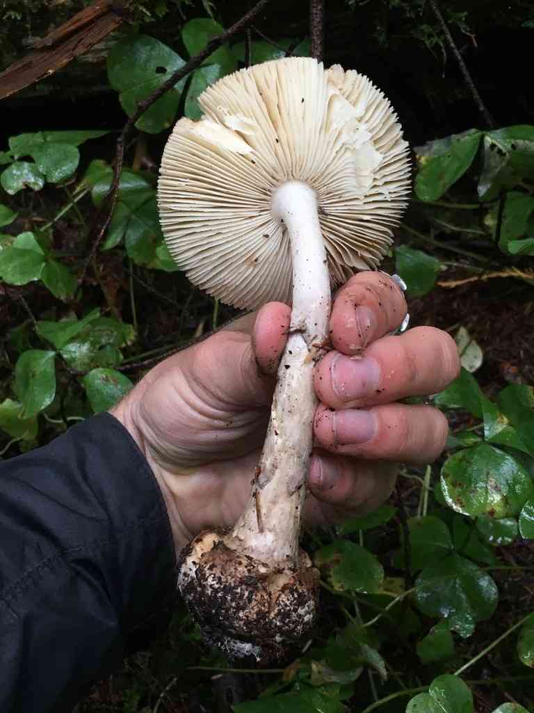 Grey veiled Amanita (Amanita porphyria) thumbnail 3