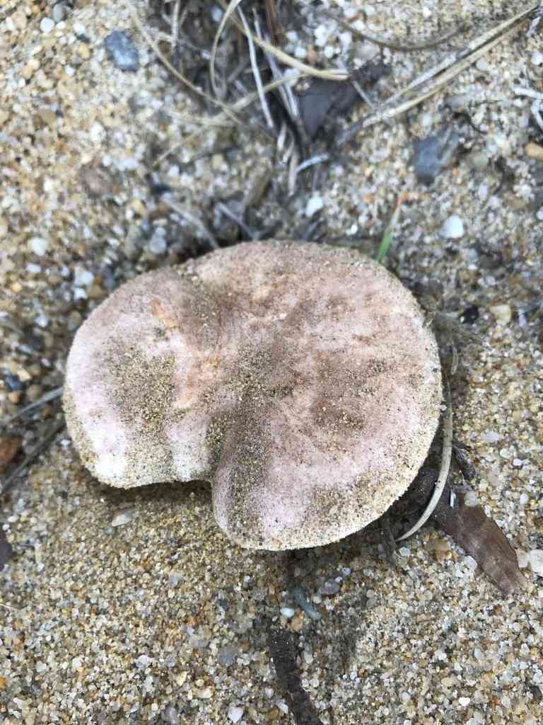 Gyroporus subalbellus (Gyroporus subalbellus) thumbnail 1