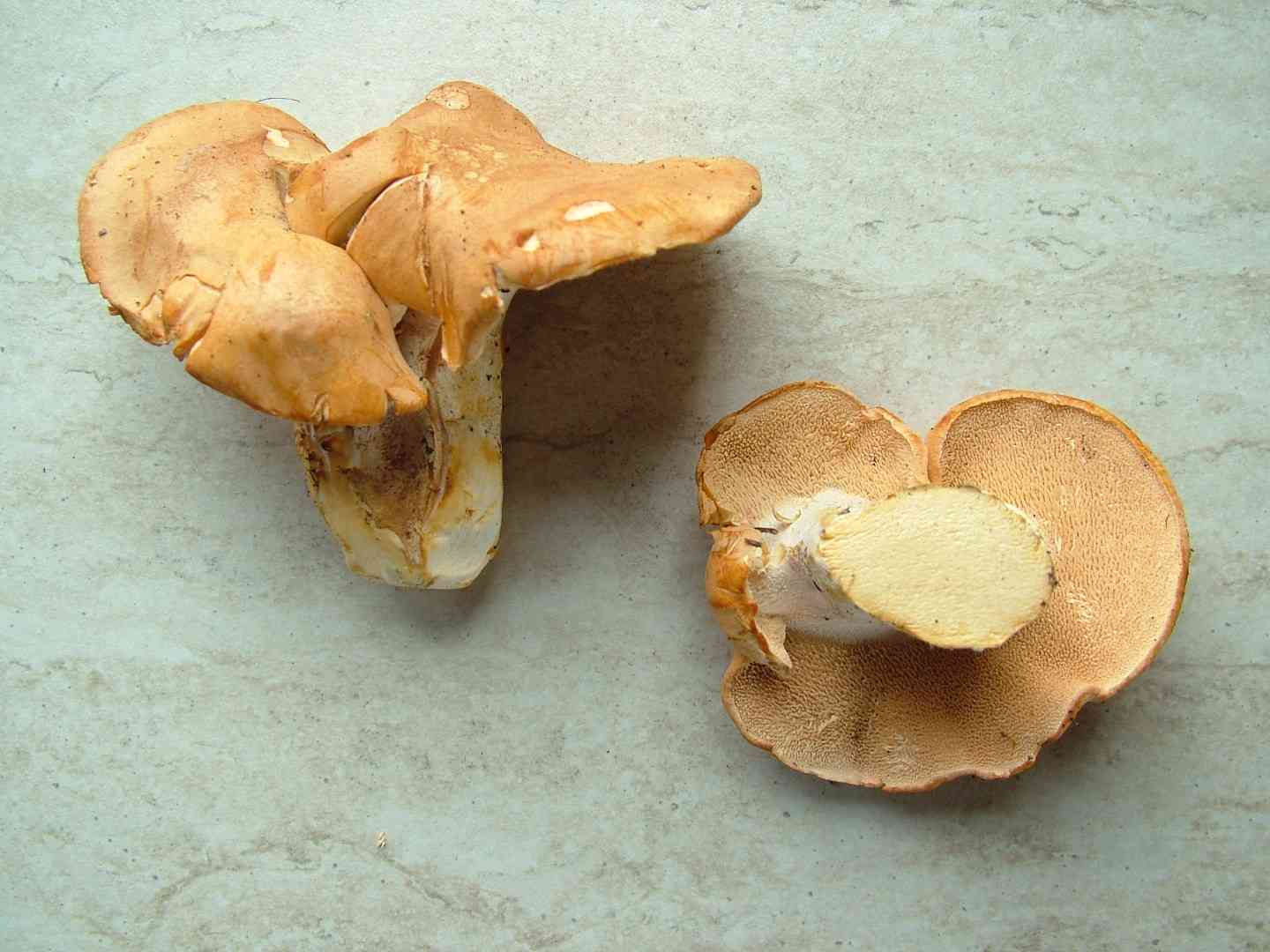 Sweet tooth (Hydnum repandum) thumbnail 2