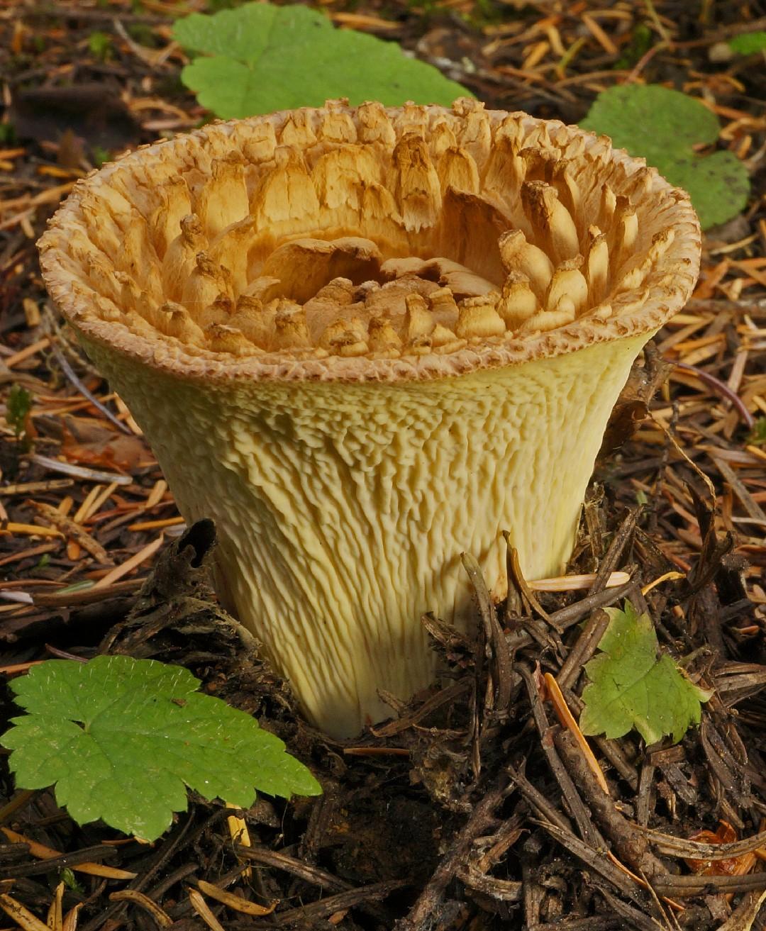 Turbinellus kauffmanii