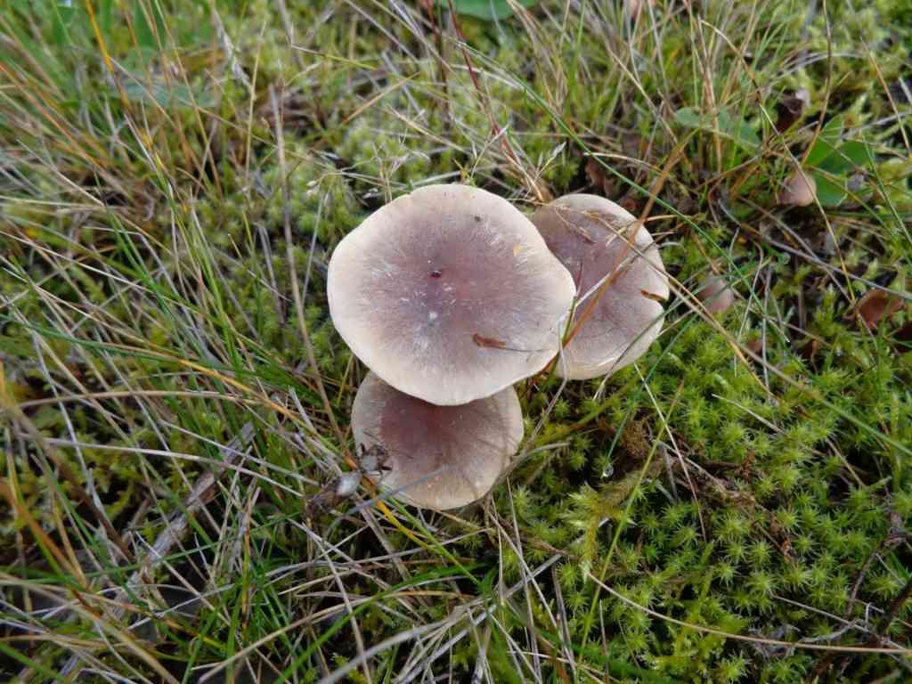Tacked milkcap (Lactarius trivialis) thumbnail 2