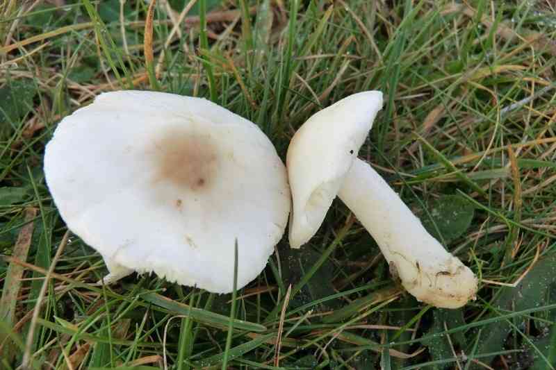 Dune dapperling (Lepiota erminea) thumbnail 1
