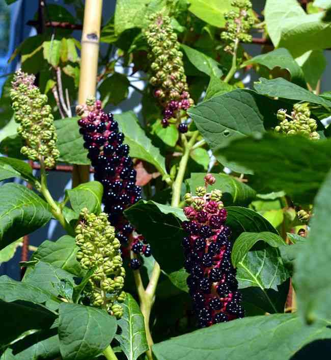 Pokeweed
