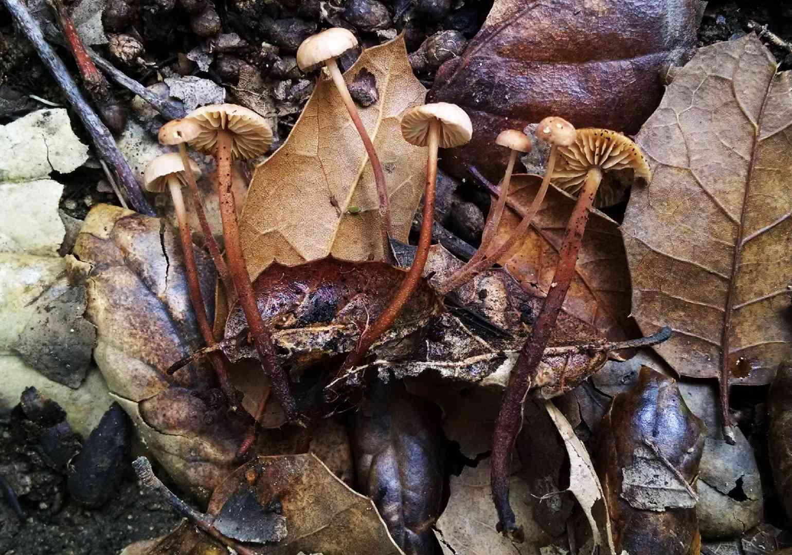 Garlic mushroom (Mycetinis copelandii) thumbnail 3