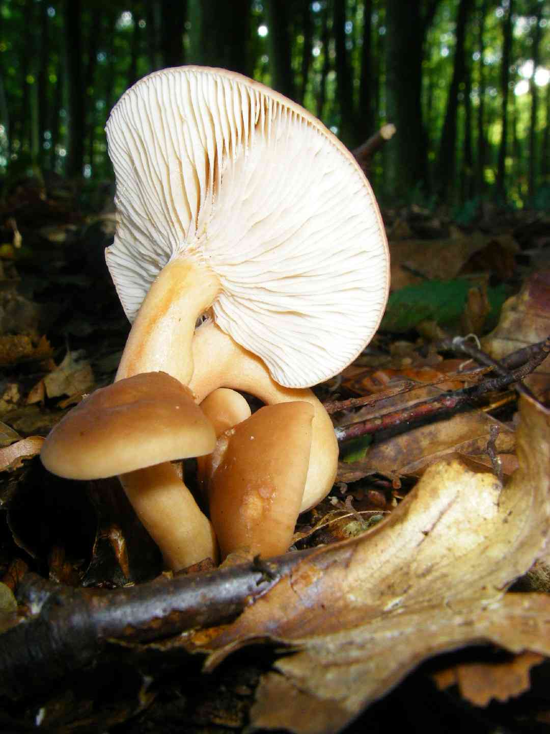Mild milkcap (Lactarius subdulcis) thumbnail 3