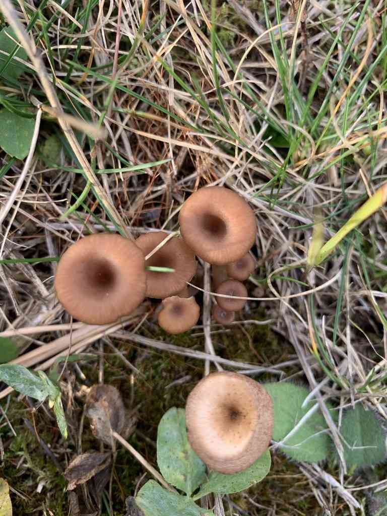 Arrhenia epichysium (Arrhenia epichysium) thumbnail 2