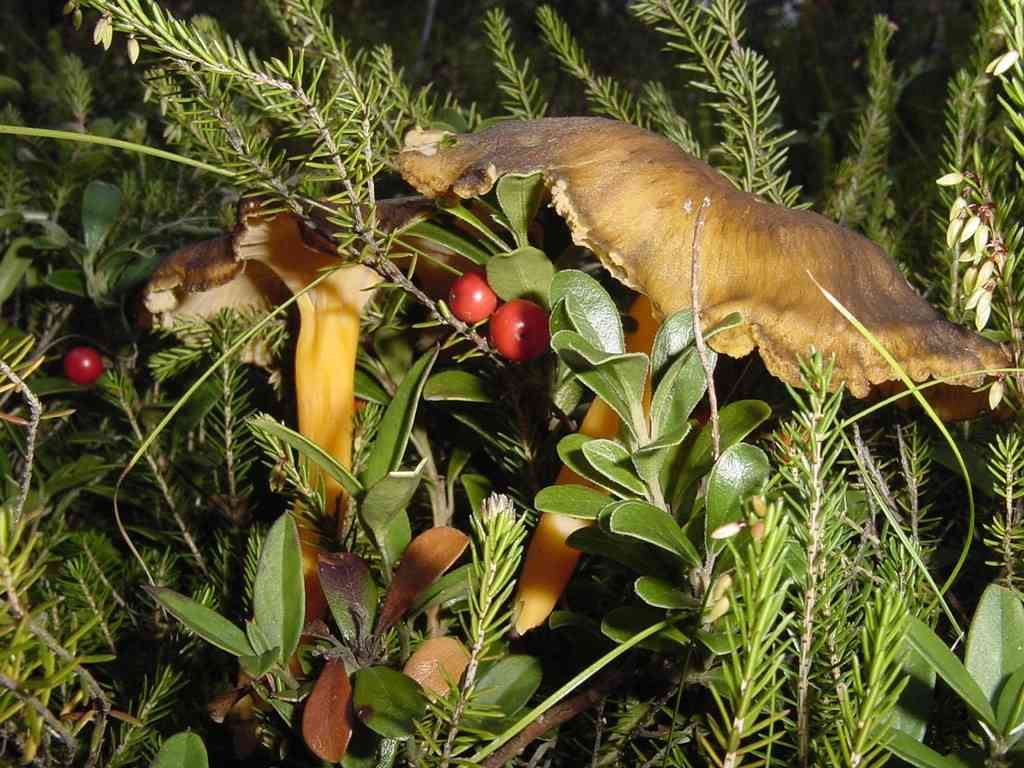 Yellow foot (Craterellus lutescens) thumbnail 2