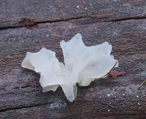 Snow fungus (Tremella fuciformis) thumbnail 3