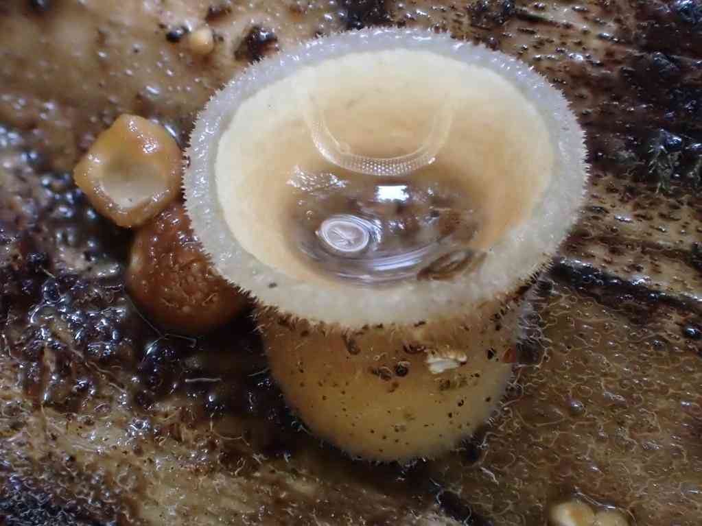 Jellied bird's nest fungus (Nidula niveotomentosa) thumbnail 2