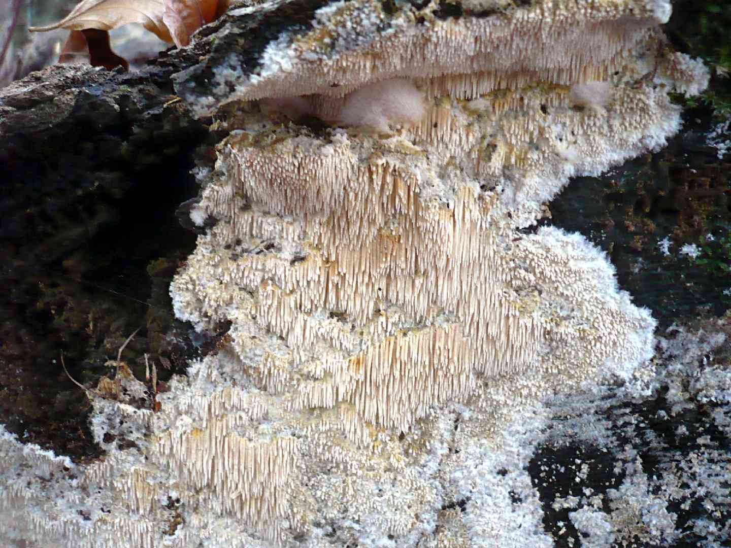 Dentipellis fragilis (Dentipellis fragilis) thumbnail 3