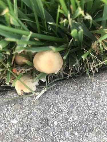 Mulch fieldcap (Agrocybe putaminum) thumbnail 2