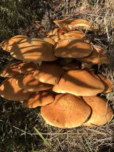 Jumbo gym (Gymnopilus ventricosus) thumbnail 3
