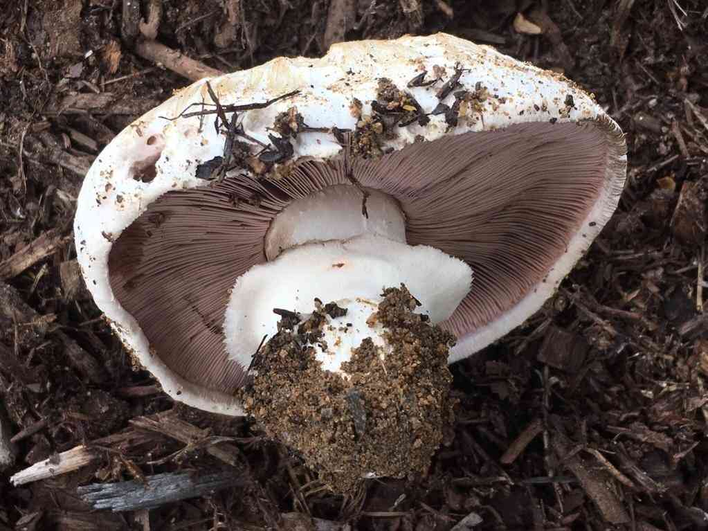 Torq (Agaricus bitorquis) thumbnail 2