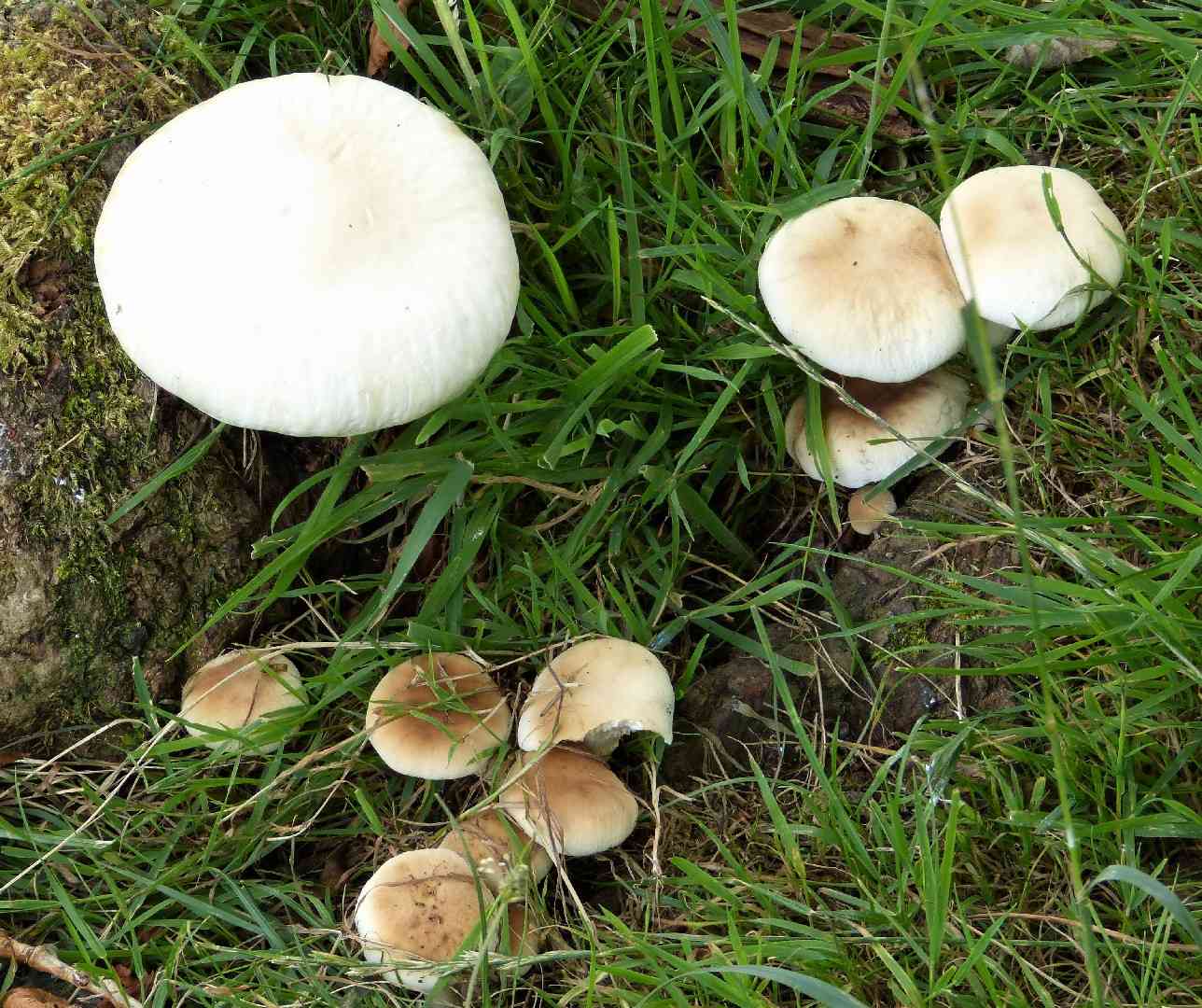 Poplar fieldcap (Cyclocybe cylindracea) thumbnail 3