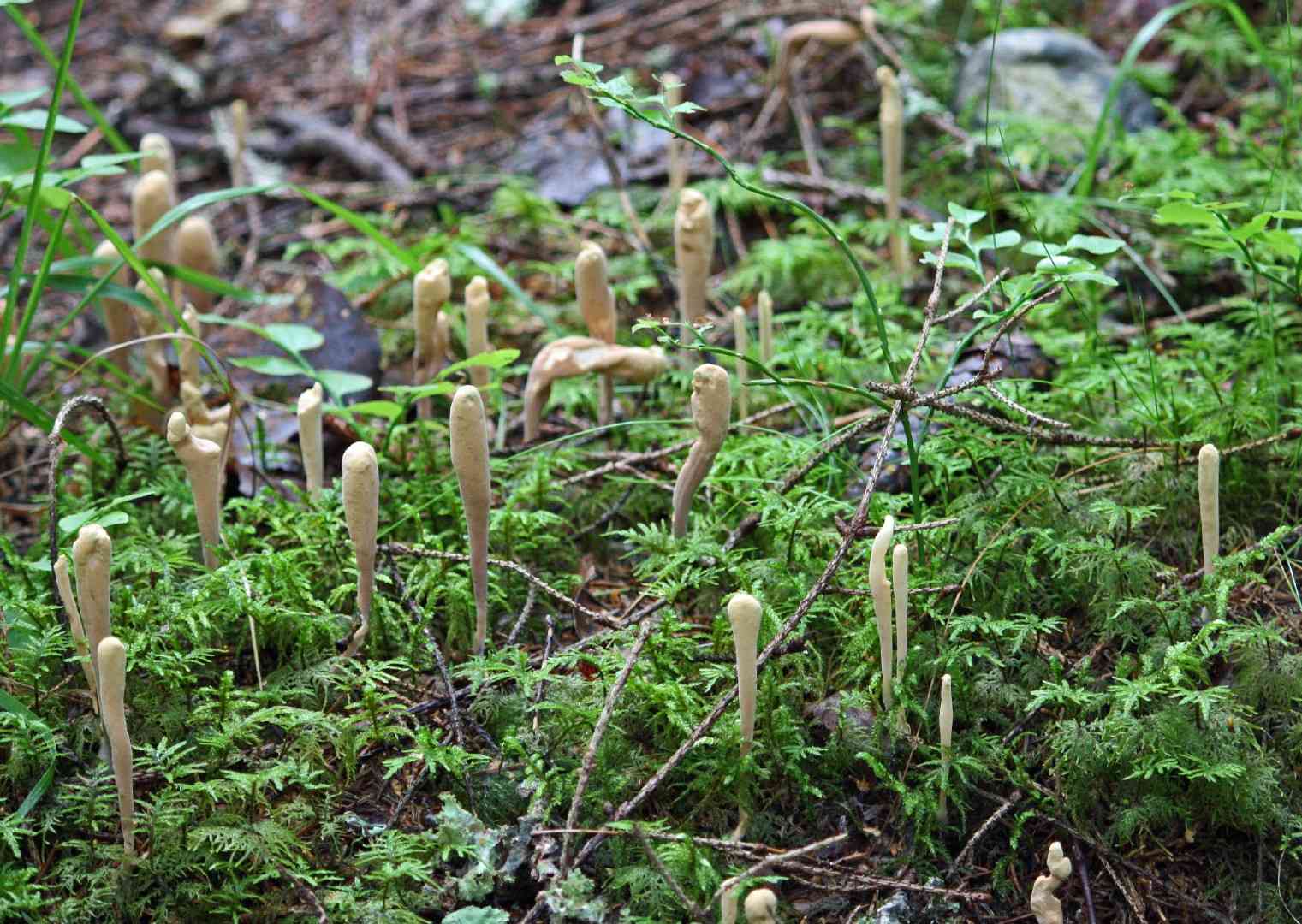 Strap coral fungus (Clavariadelphus ligula) thumbnail 3