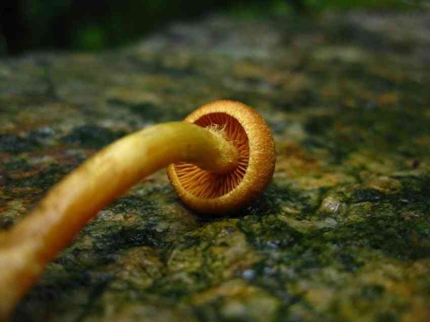 Cortinarius saniosus (Cortinarius saniosus) thumbnail 2
