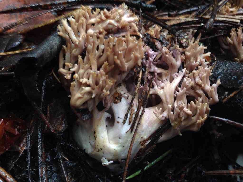 Violet-banded coral fungus (Ramaria violaceibrunnea) thumbnail 3