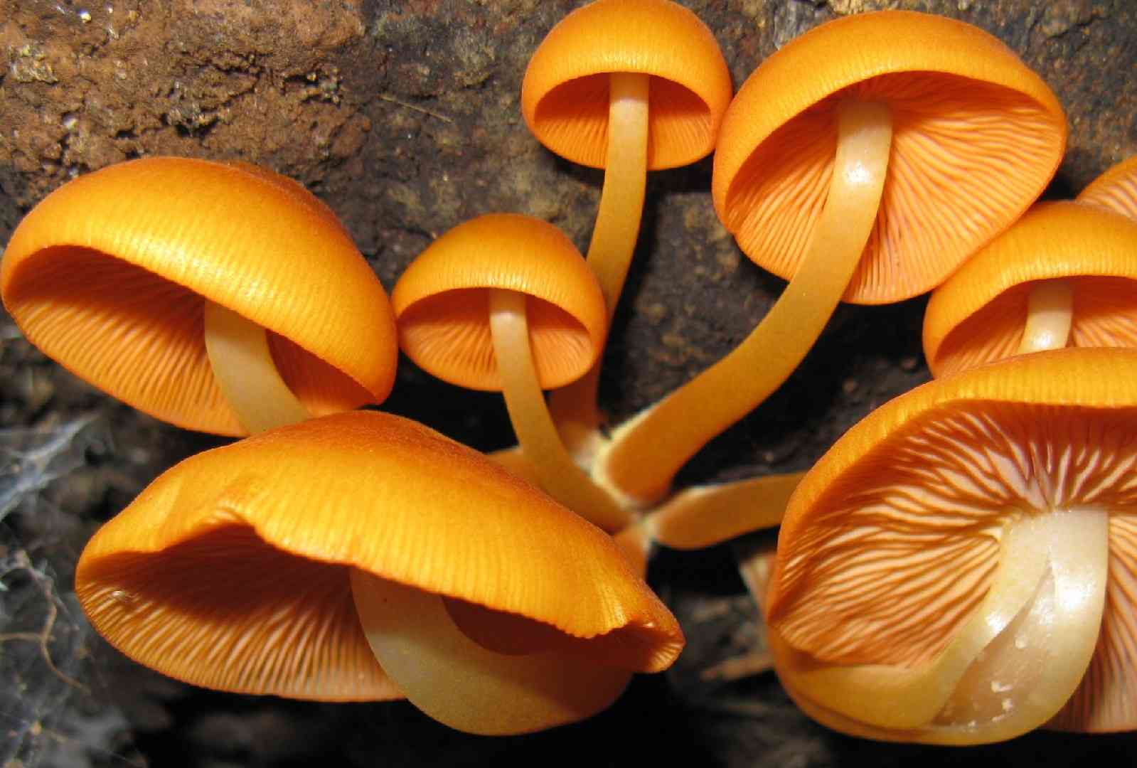 Orange mycena (Mycena leaiana) thumbnail 1