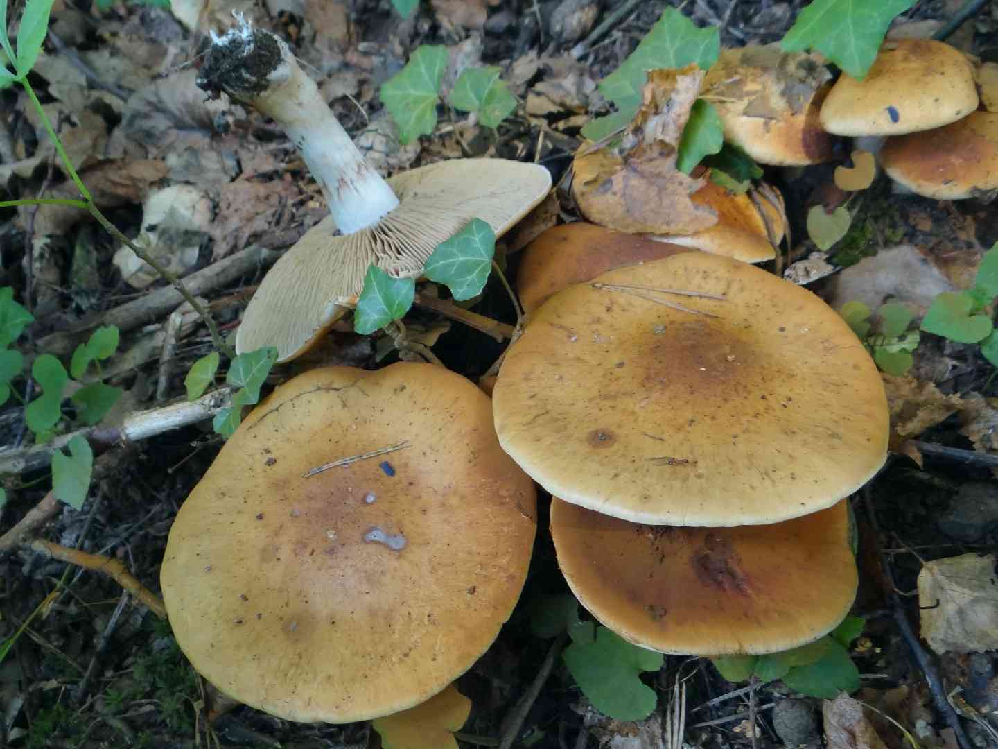 Cloaked webcap (Cortinarius saginus) thumbnail 3