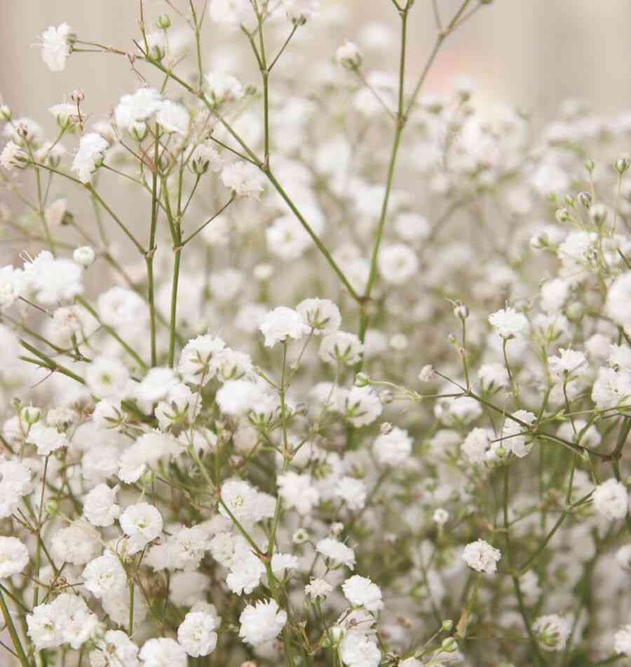 Baby's breath